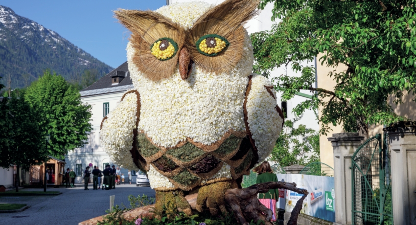 GZFNARZ 4_C_Martin Huber - Narzissenfest